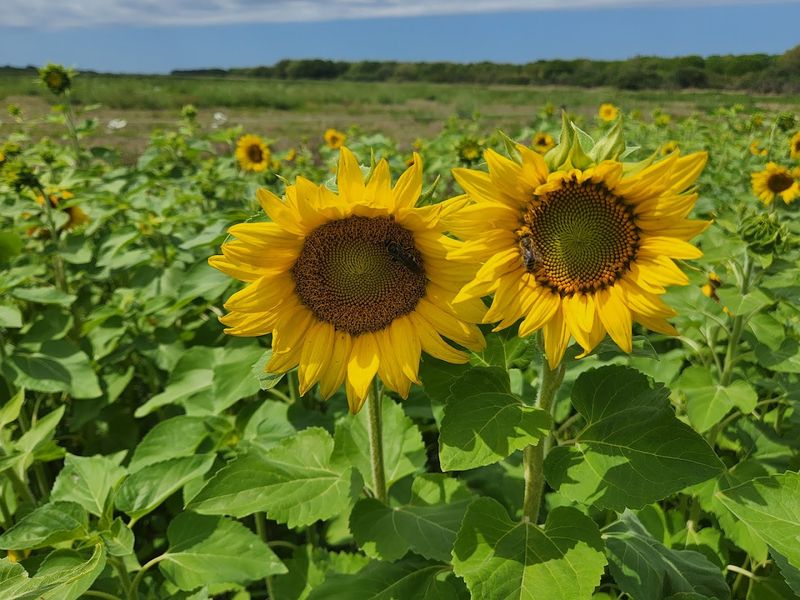 Hunsader Farms (Bradenton)