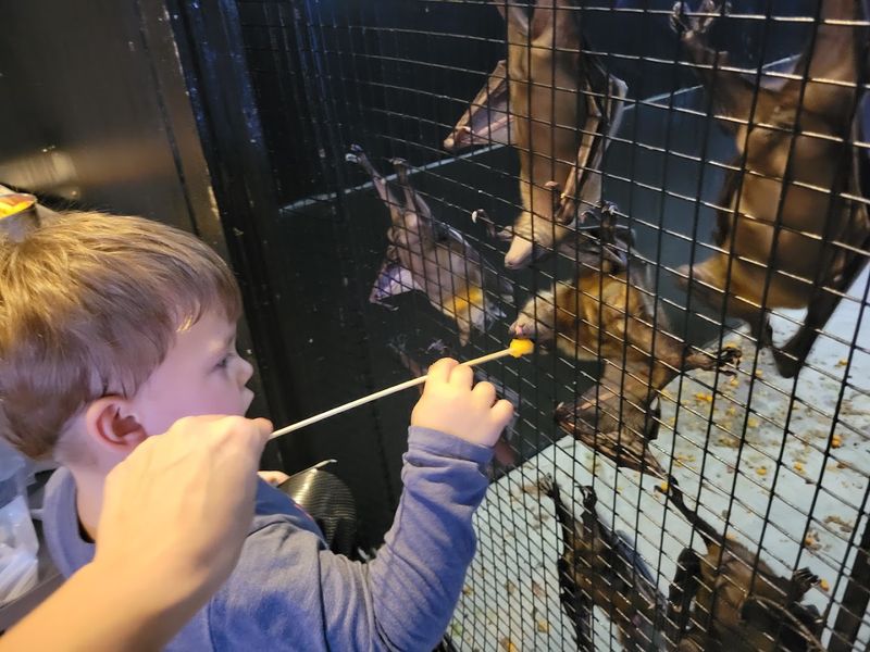 The Main Event: Feeding Bats by Hand