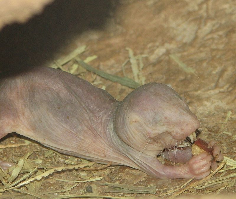 Naked Mole-Rat