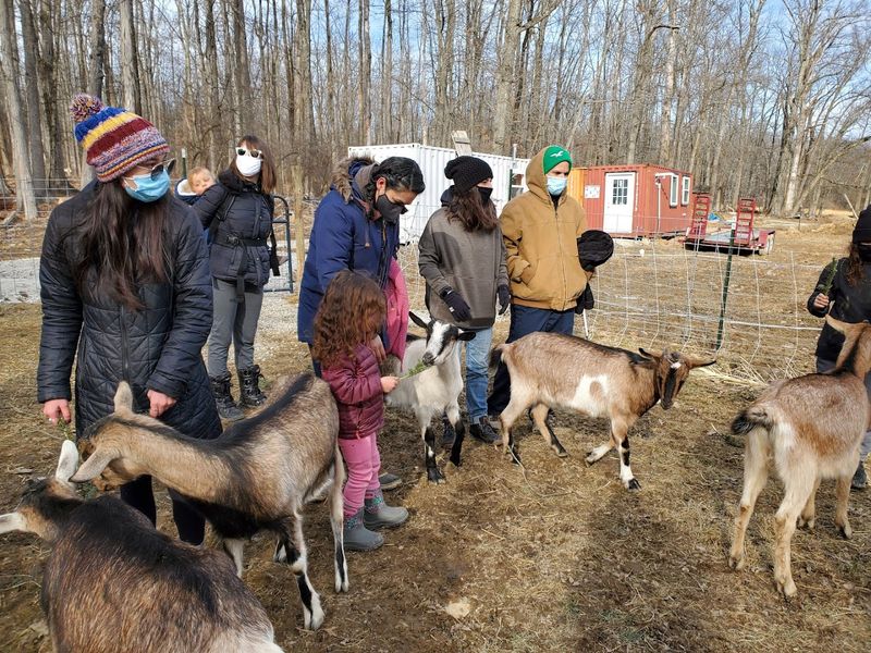 Be a Goat Farmer Adventure