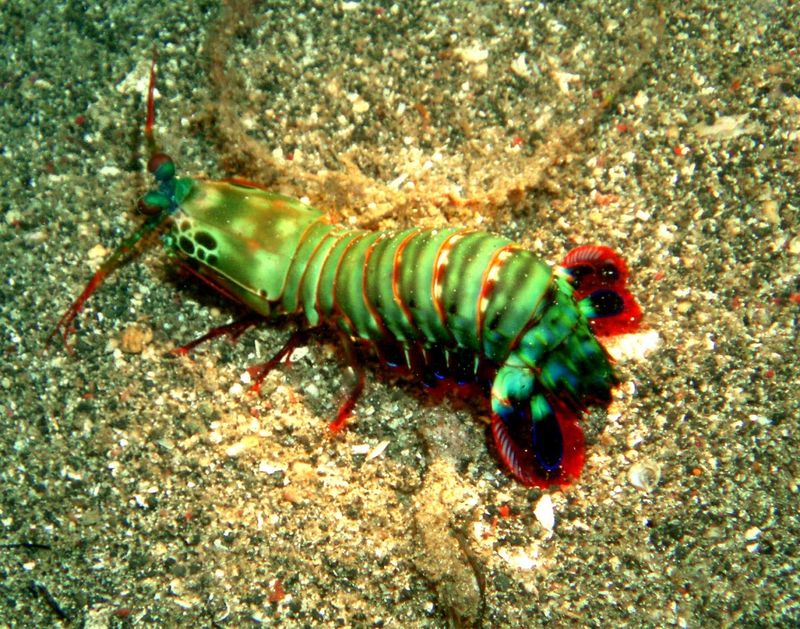 Lembeh Strait — Indonesia