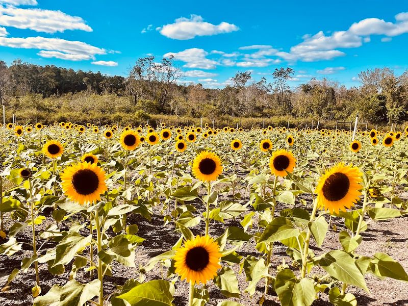 Amber Brooke Farms (Eustis & Williston)