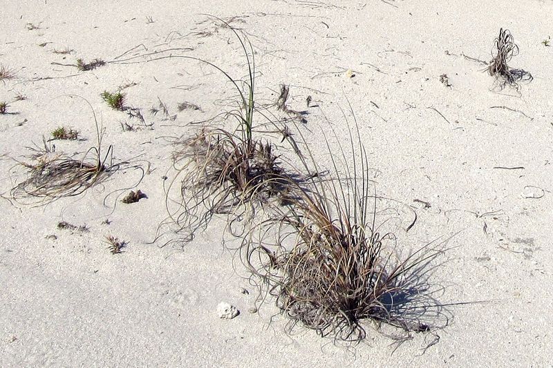 Sea Oats (Uniola paniculata)