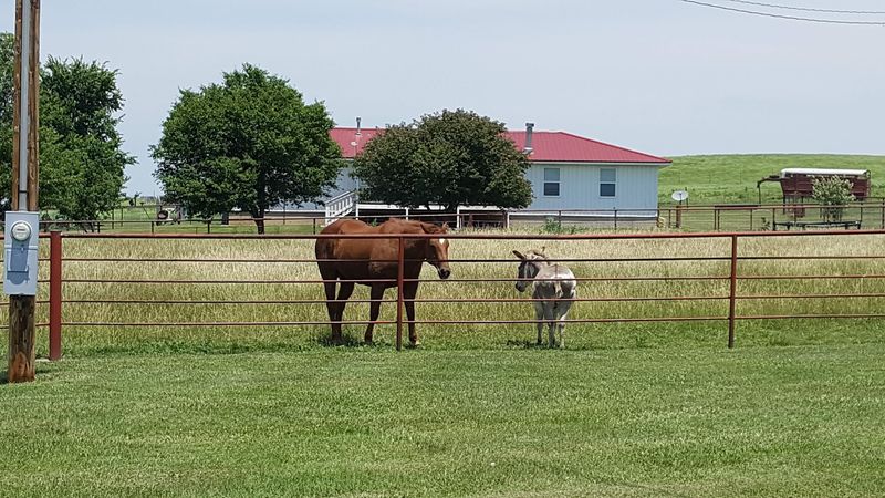Wildlife Beyond the Bison