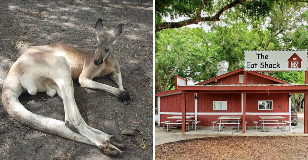St. Pete Is Closer to Kangaroos Than You Think and That’s Not All
