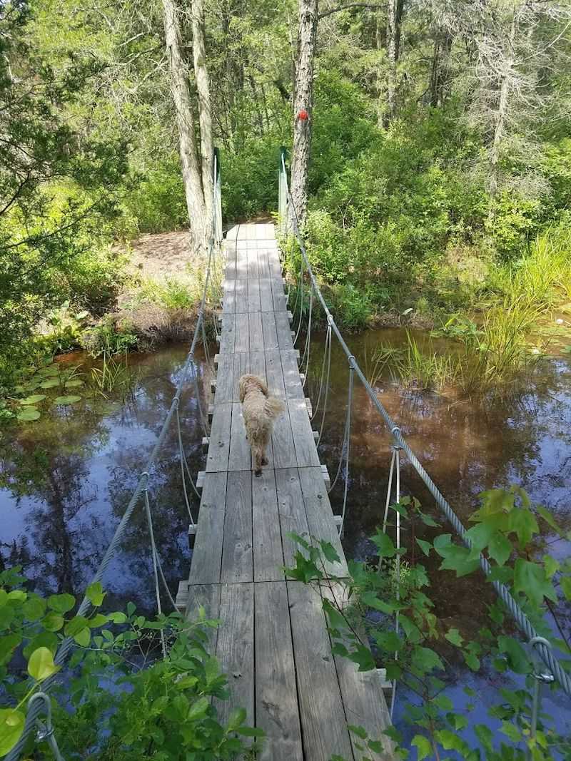 Franklin Parker Preserve – White Trail (Pine Barrens)