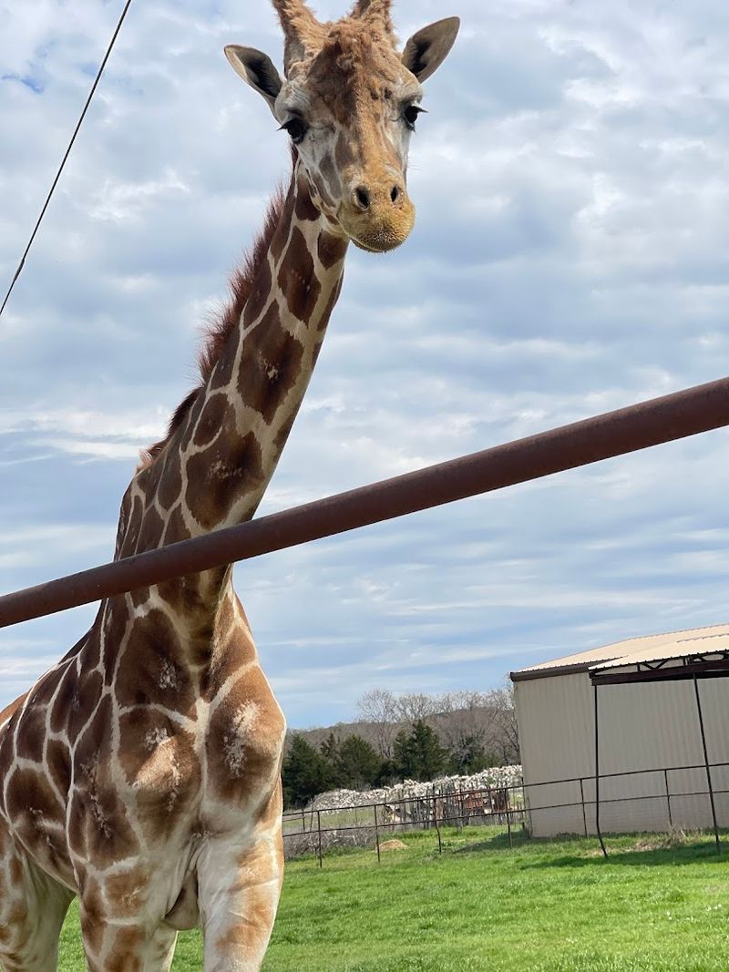 The Exotic Residents: Tigers, Wolves, Giraffes, and More