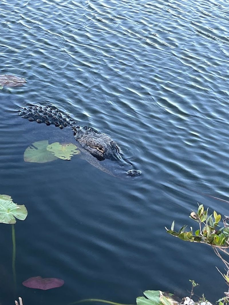 Reading The Water For Action