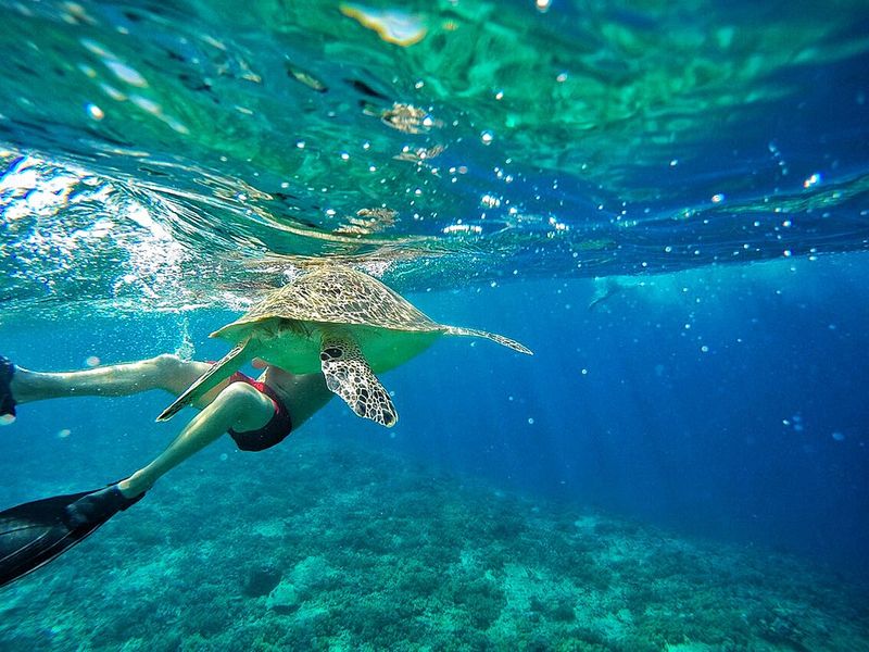 Swim with Turtles and Shipwreck Snorkel (Barbados)
