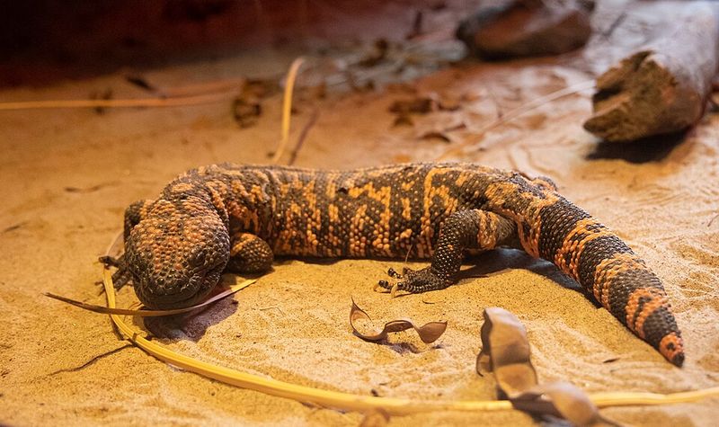 Gila Monster