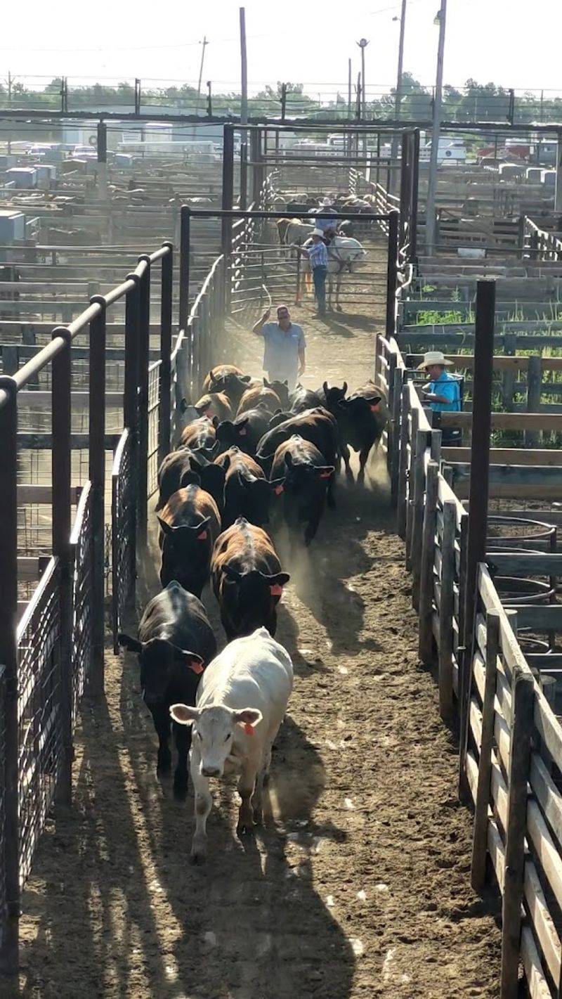 What Stocker and Feeder Cattle Actually Means