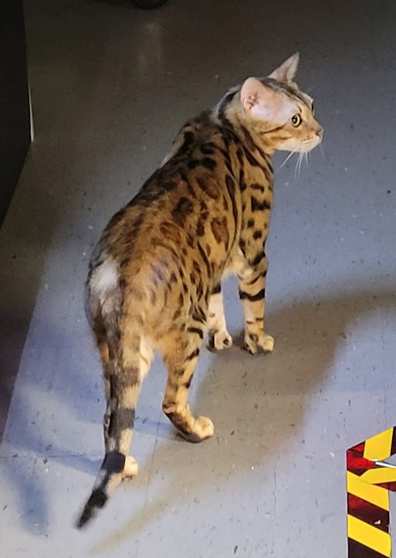 The Savannah Cat Who Runs the Place