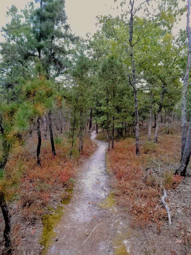 Batsto Lake Trail (Wharton State Forest / Batsto Village)