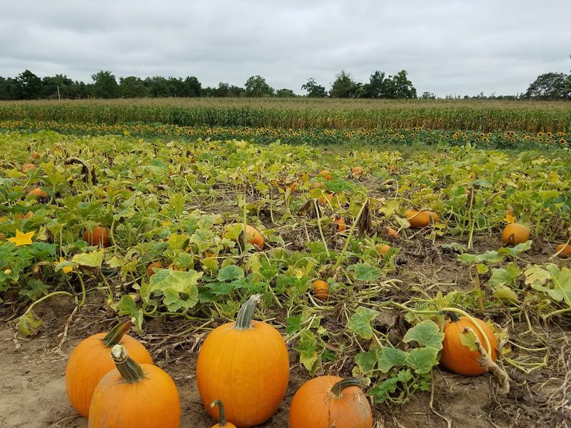 Pumpkin Picking and the Full Fall Experience