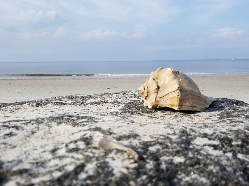 Shelling and Shark Tooth Hunting Along the Shore