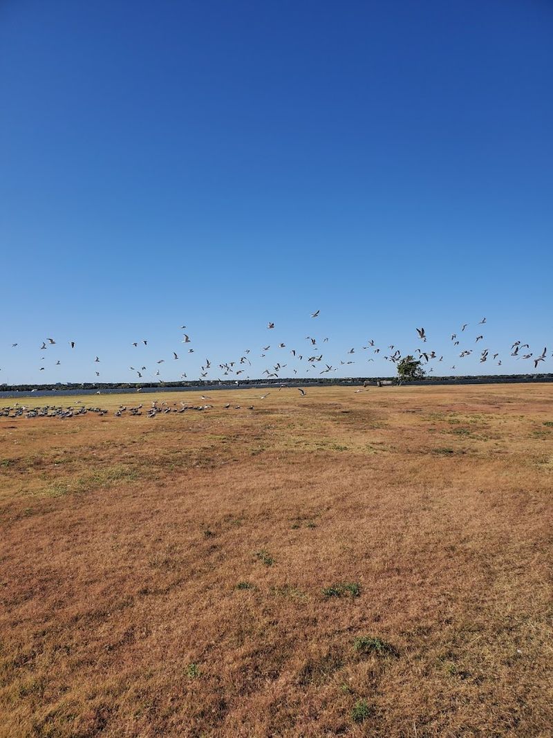 Birdwatching Along the Shoreline