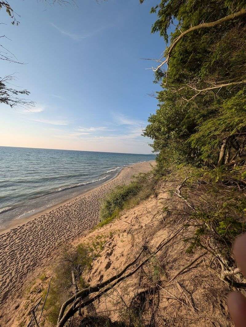 Bringing Dogs to Magoon Creek and What to Know