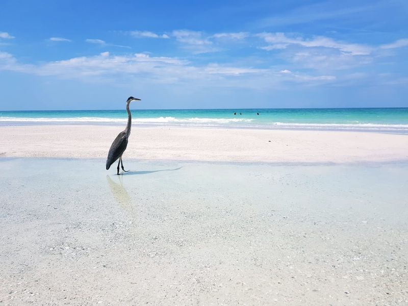 The Wildlife That Calls This Beach Home