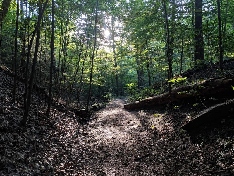Camping Under Tall Trees With Lake Michigan Just a Walk Away