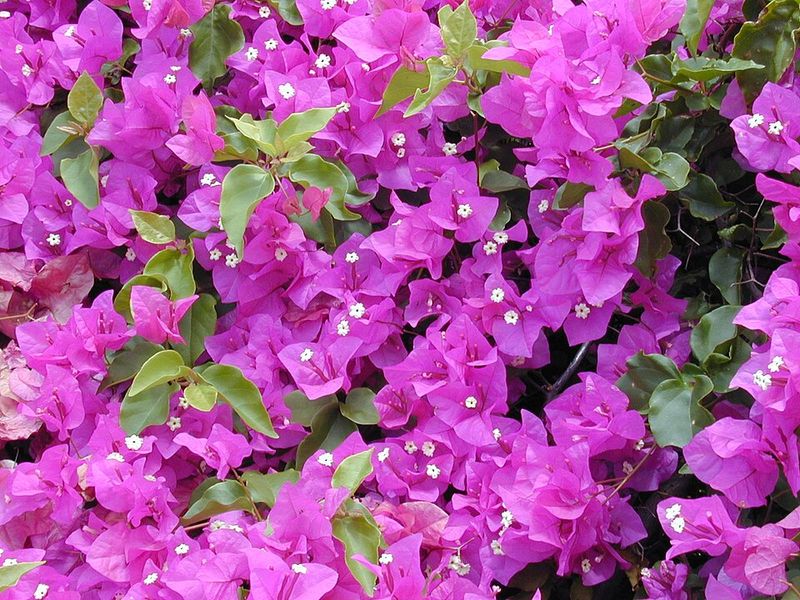 Bougainvillea