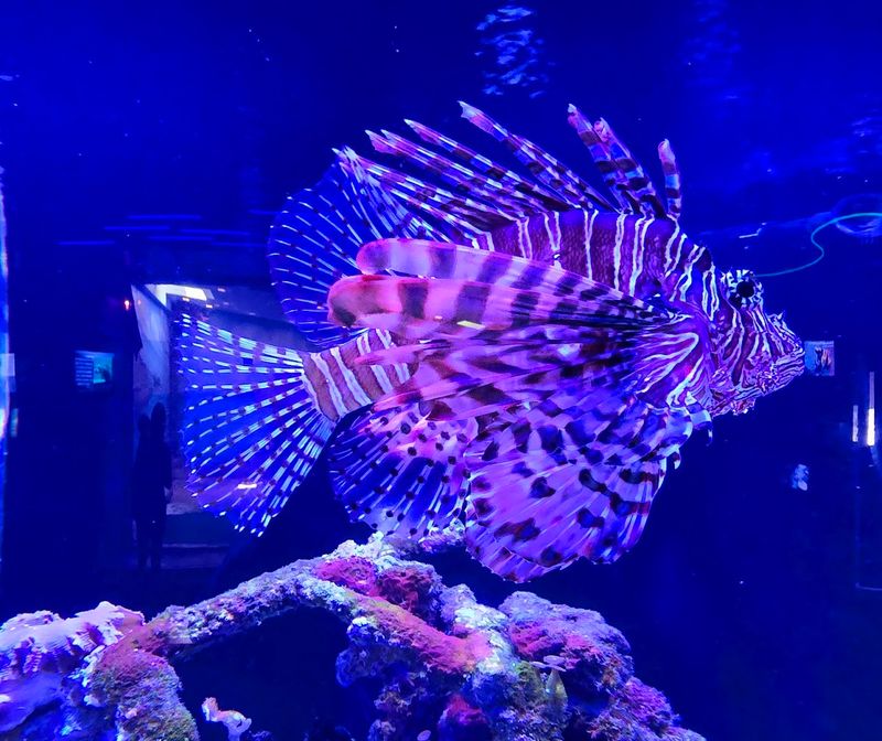 Tropical Fish and Coral Reef Tanks Worth Slowing Down For