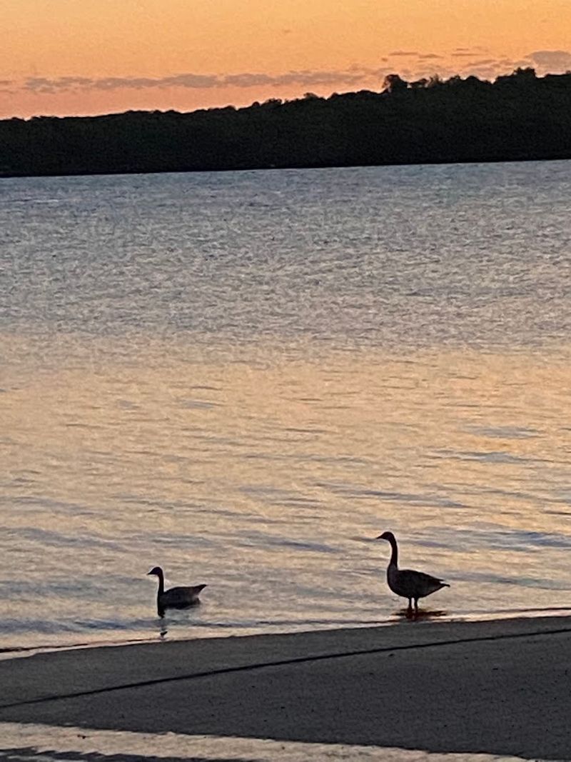 Wildlife and Nature: What Lives Around the Lake