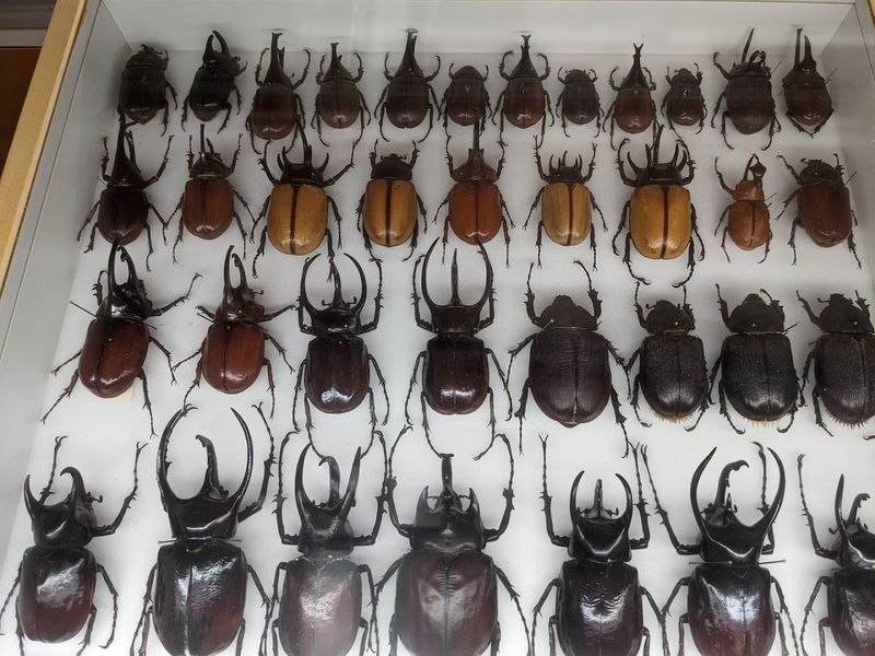 The Taxidermy Collection Worth Slowing Down For