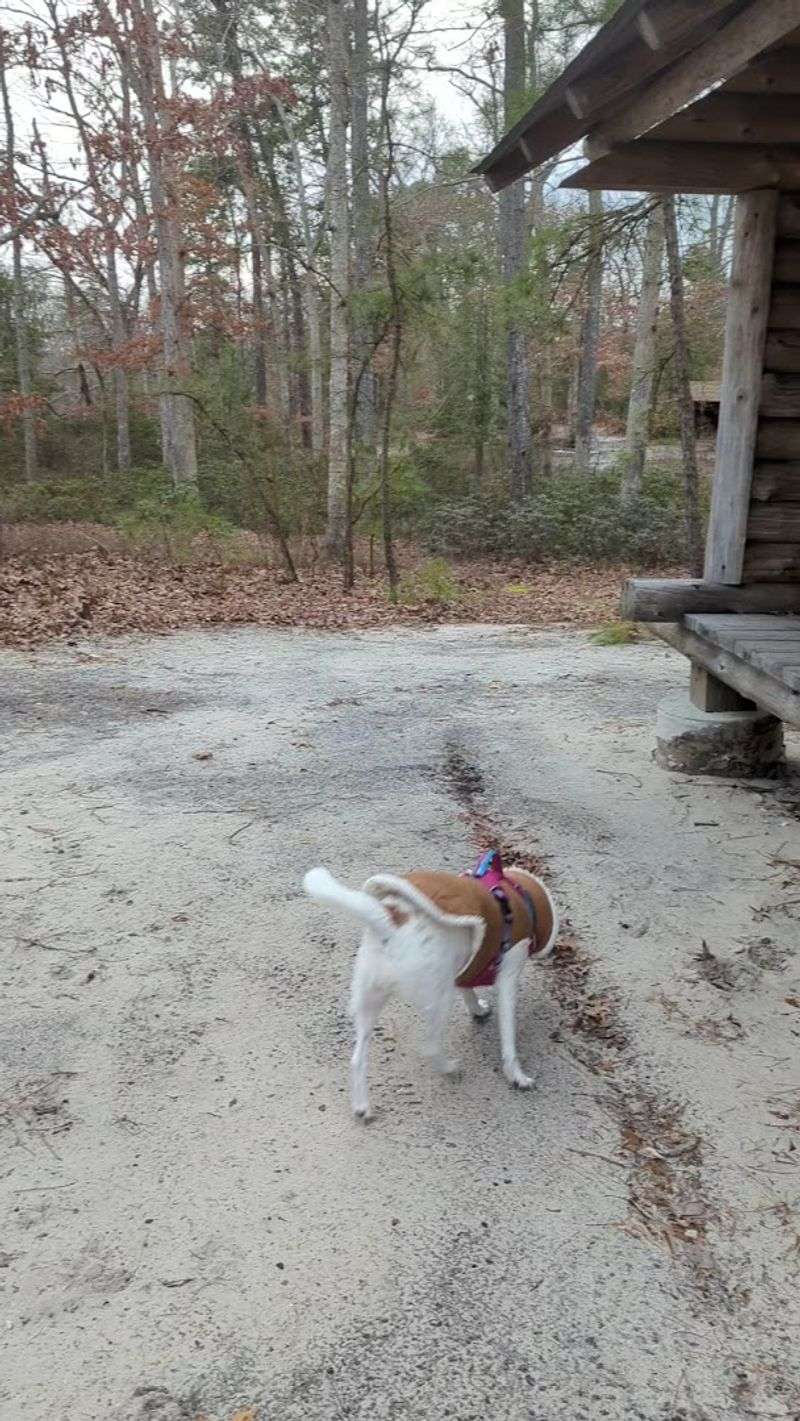 Bringing Dogs Along for the Walk