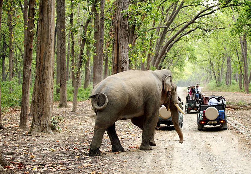 India — Guardians of Iconic Wildlife