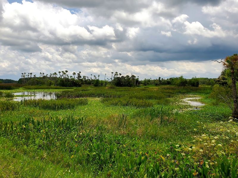 A Man-Made Marsh That Fooled Everyone