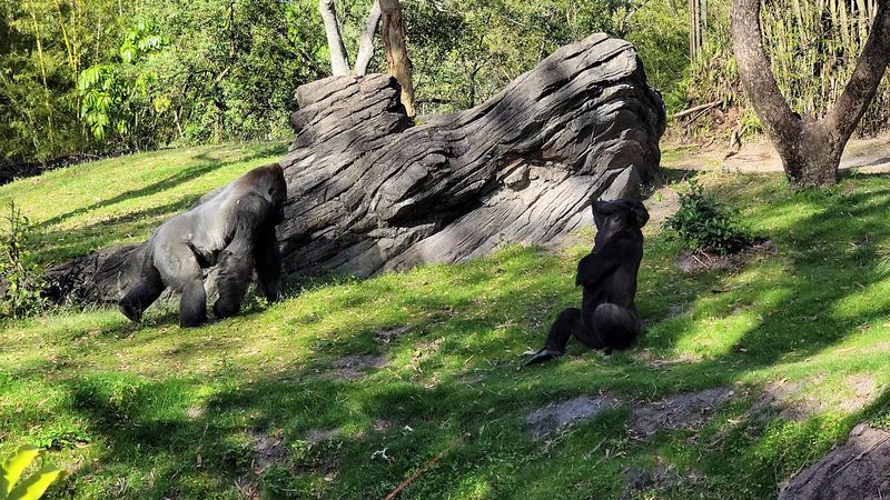 The Western Lowland Gorillas Up Close