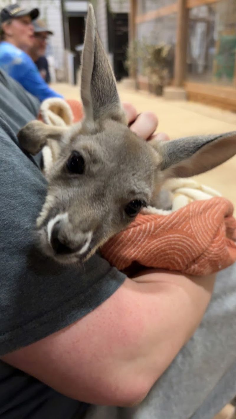 In-Room Animal Encounters: When the Safari Comes to You