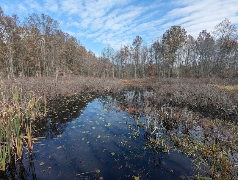 A Wilderness Hiding in Plain Sight