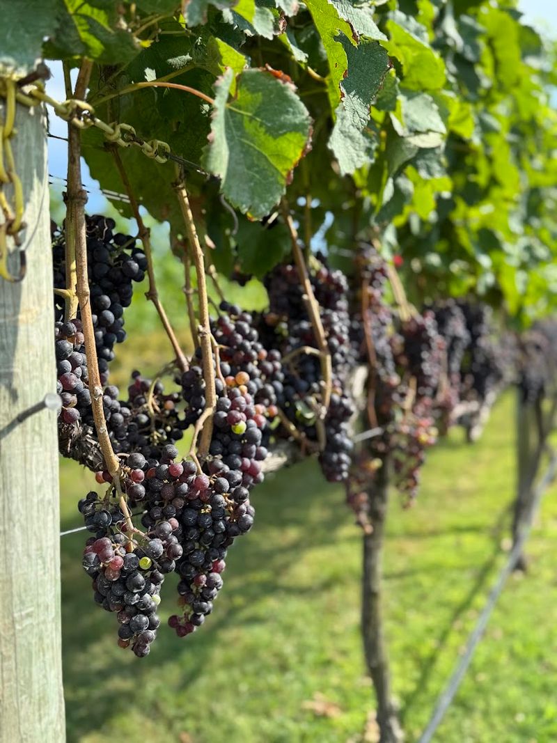 Vineyard Tours That Actually Teach You Something