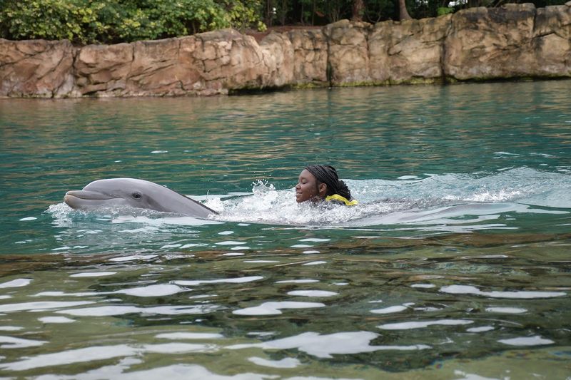 Swimming With Dolphins Up Close