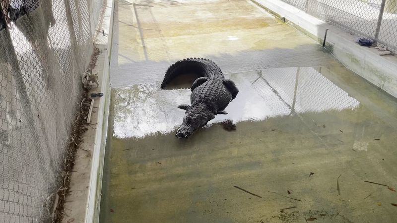 Holding a Baby Alligator: The Moment Everyone Talks About