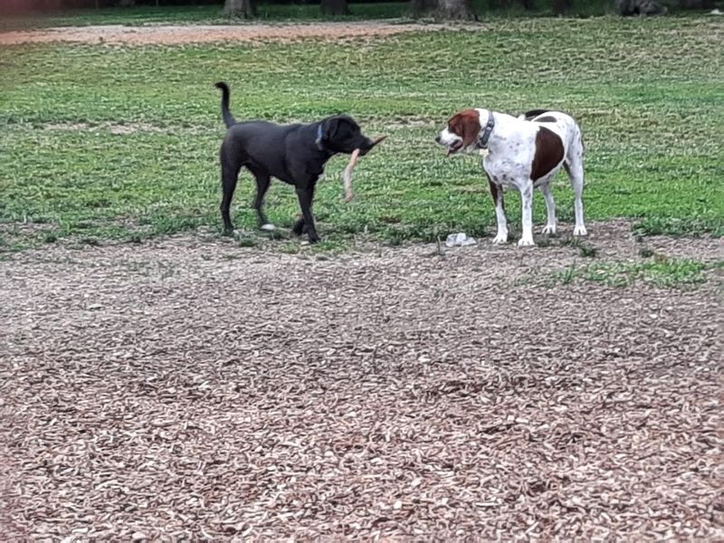 A Dog Park That Pups Actually Love
