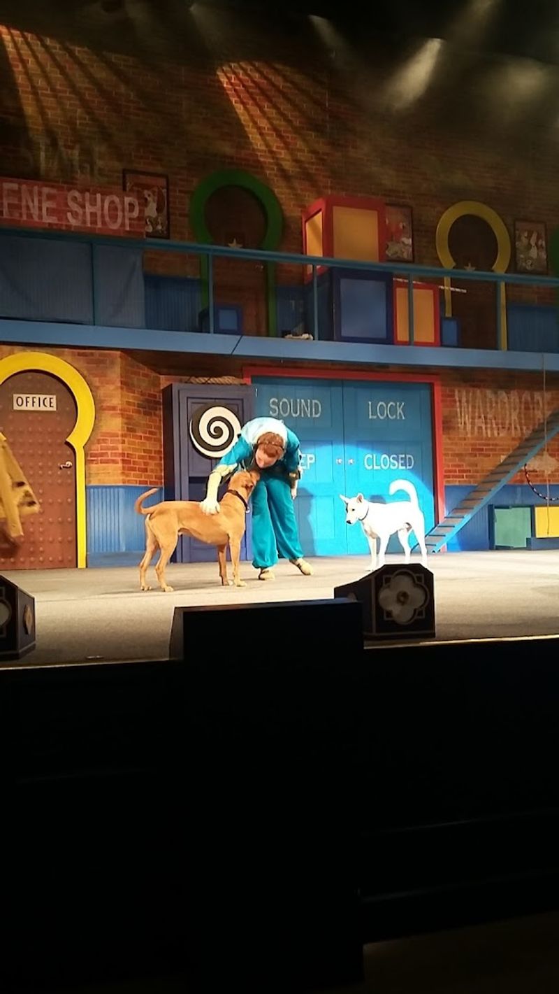 Rescued Animals With Real Talent