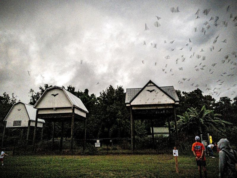 Half a Million Bats: The Scale of the Colony