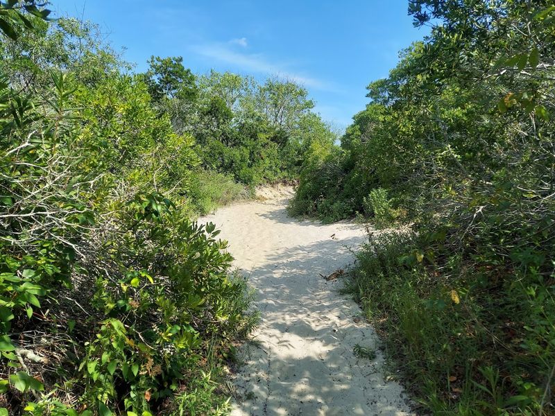 What to Know About Bugs and Poison Plants