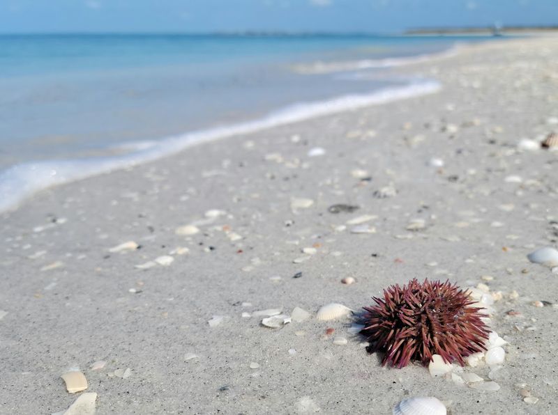 The History and Preservation Story Behind the Island