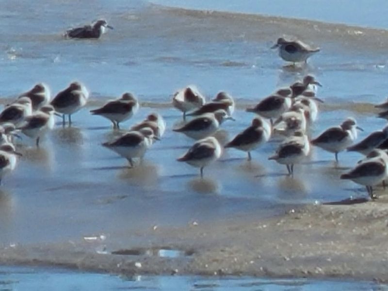 Wildlife and Nature Along the Shoreline