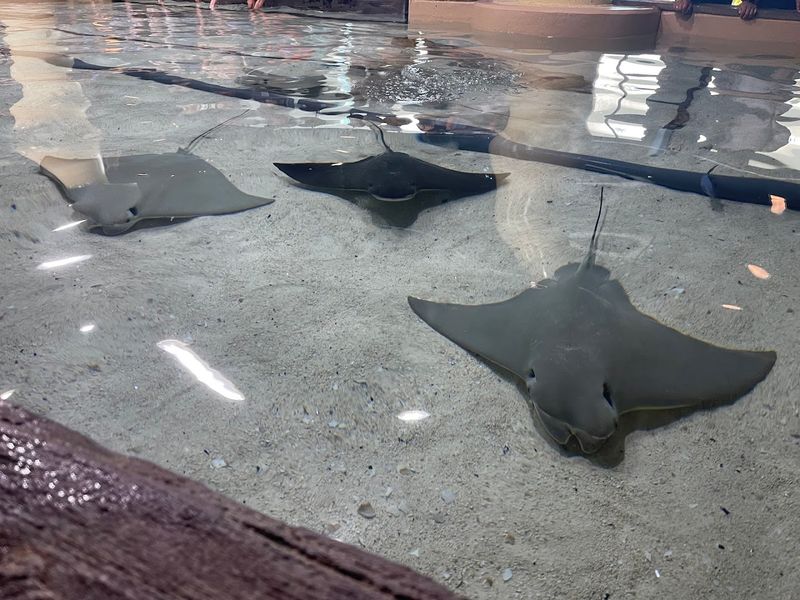 Touch Tanks: Stingrays, Jellyfish, and Starfish Up Close