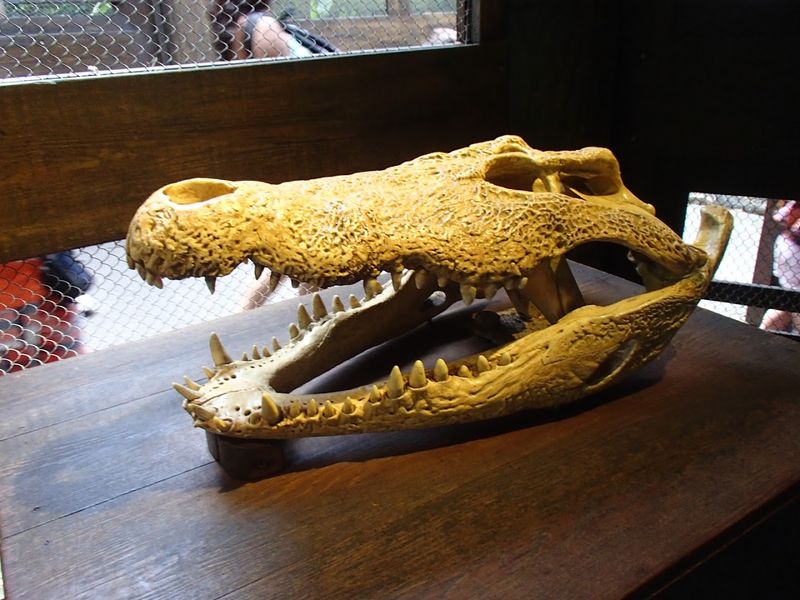 Naked Mole Rats and Reptile Exhibits