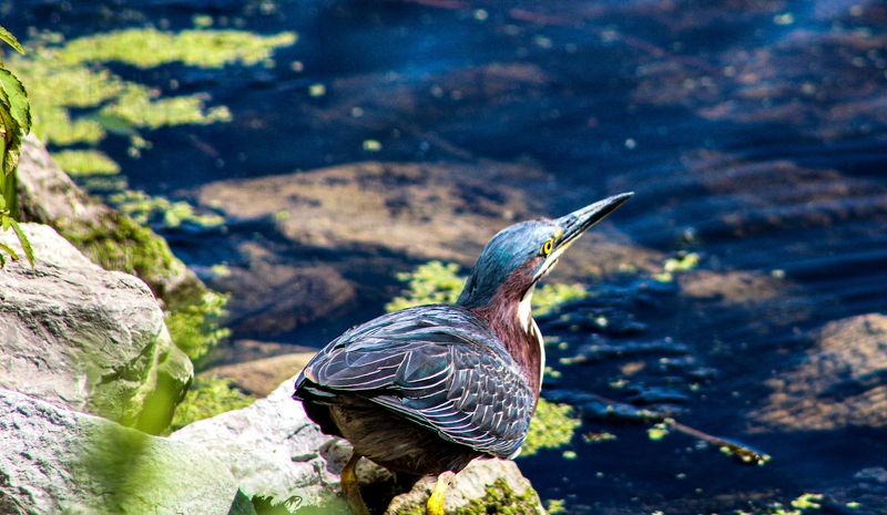 The Nesting Season Closure You Need to Know About