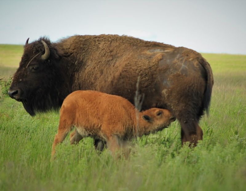 Spring Calving Season Is Something Else Entirely
