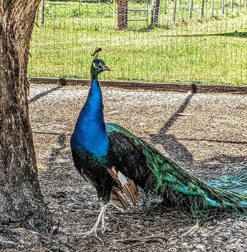 Peacocks, Goats, and a Donkey Named Nobody Warned Me