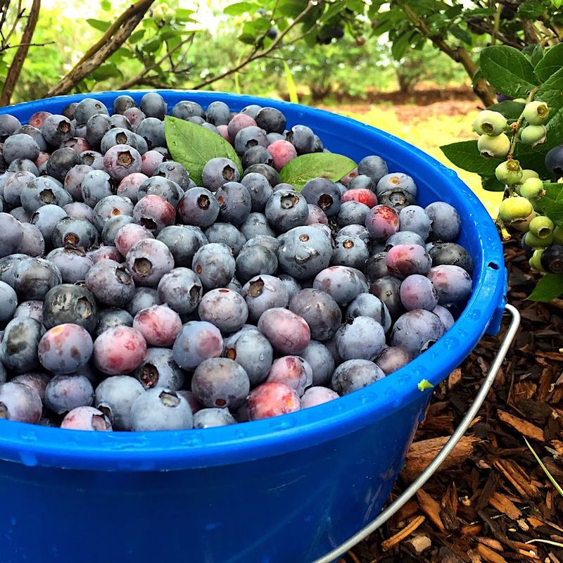 How the Pricing and Picking System Works