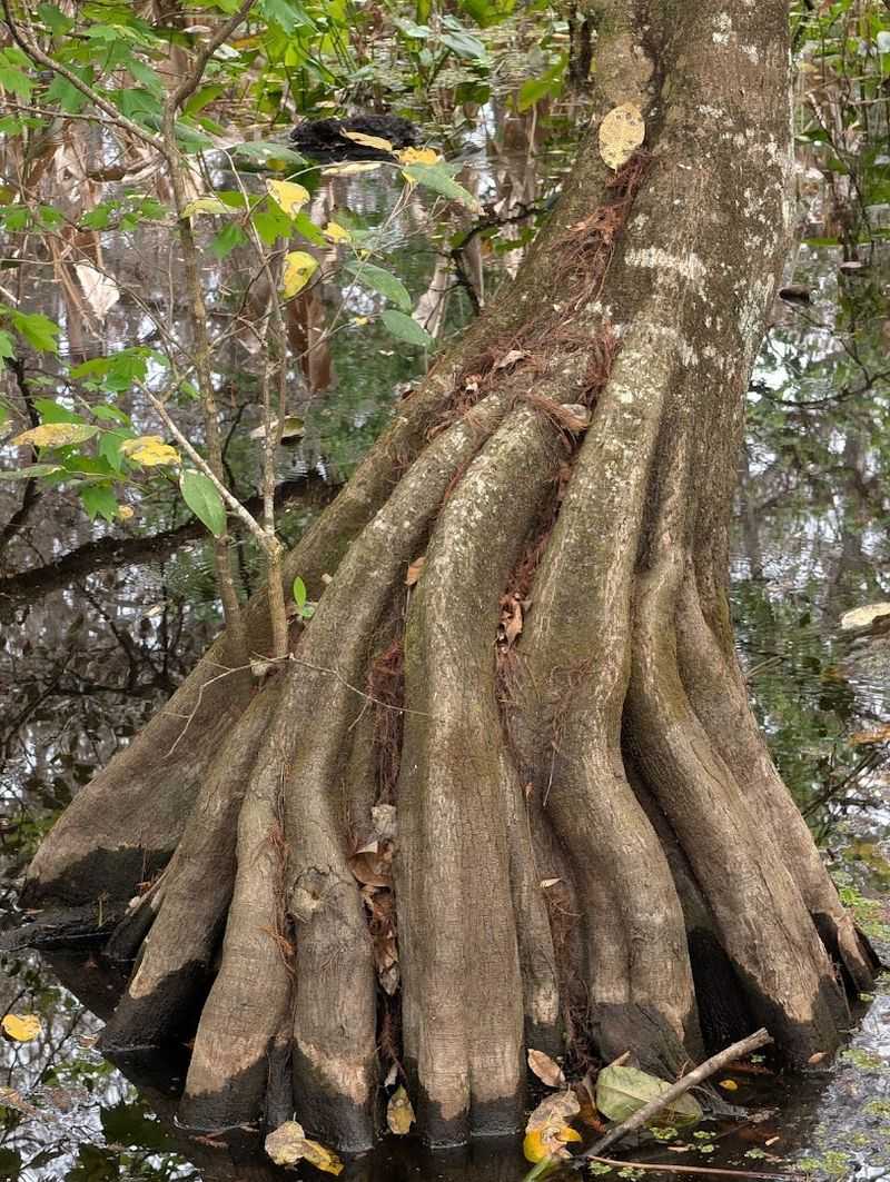 Ancient Cypress Giants: Trees That Have Outlived Empires