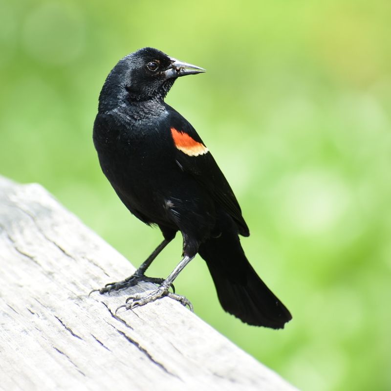 Bird Watching at Its Most Rewarding